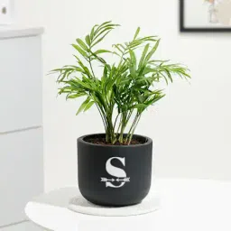 Personalized Midnight Clay Pot With Chamaedorea Palm Plant-image-59