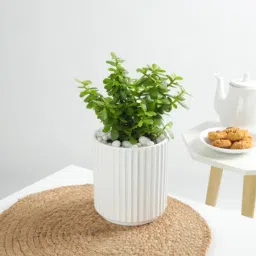 Jade Plant In A Contemporary White Cylindrical Pot-6