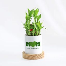 Love Grows Here Mother's Day Bamboo Plant Gift-image-48