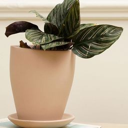 Purezento Vespa Terracotta Planter - Pink-image-12