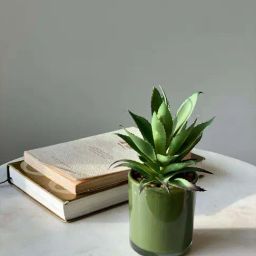 Mason Home Green Plastic Small Artificial Succulent-image-60