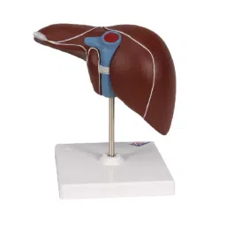 Khanna Traders PVC Human Liver Model with Gall Bladder-picture-22