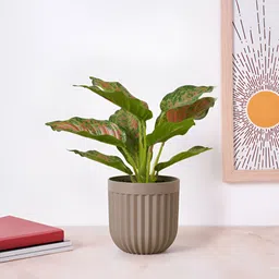 Living scapes by Pantaloons Brown Textured Cylindrical Shaped Planters-11