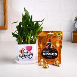 Anniversary Bamboo Plant With Hershey Chocolates-20