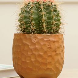 Purezento Pebble Terracotta Planter- Brown-image-6