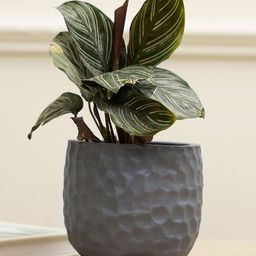 Purezento Pebble Terracotta Planter- Grey-image-7