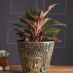 Aapno Rajasthan Golden Wooden Buddha Planter Pot-image-23
