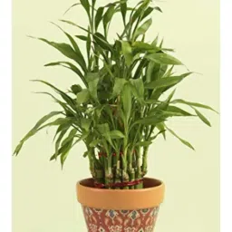 Chumbak Tribal Dawns Brown Ceramic Planter - Set of 1-image-62