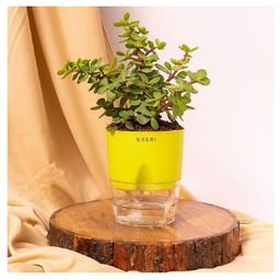 KYARI Good Luck Jade Plant Crassula Ovata Live Indoor Plants with Green Self Watering Pot-image-6