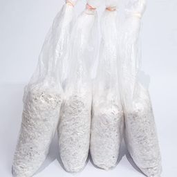 Gachwala Oyster Mushrooms Spawn 1Kg - Grain Seeds - First Generation High Yield White Mycelium Spores Edible CO2 Variety + 5 PP image 1