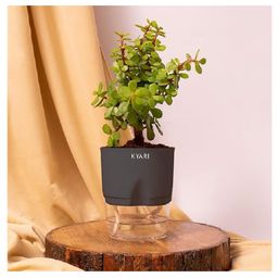 KYARI Good Luck Jade Plant Crassula Ovata Live Indoor Plants with Grey Self Watering Pot-11