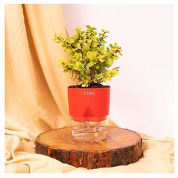 KYARI Good Luck Jade Plant Crassula Ovata Live Indoor Plants with Red Self Watering Pot-image-2