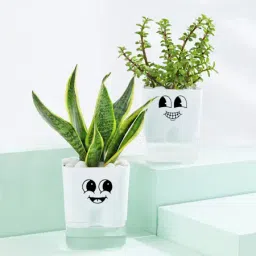 Cheerful Jade And Snake Plant Combo In Smiley Planters-image-95