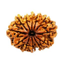 numeroastro 12 Mukhi | Twelve Face Nepali Rudraksha Bead with Lab Certificate (1 Pc) image 1