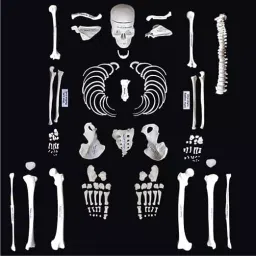 WKM PVC Disarticulated Human Skeleton Model for Educational Purpose, Q2-2DUY-OZSY (Pack of 201 Pcs)-picture-13