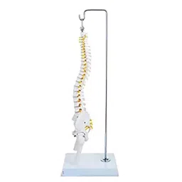 A-ONE SCIENCE 50.2 cm Multicolor PVC Mini Flexible Spine Model AOSBM30-image-27