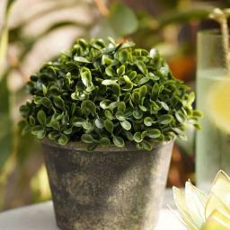 Pure Home and Living Green Plastic Artificial Camillia Leaves With Pot-picture-27