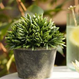 Pure Home and Living Green Plastic Artificial Rosemary With Pot-image-16