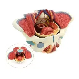 A-ONE SCIENCE Life Size PVC Adult Female Pelvis With Muscles Organs and Nerves AOSBM21-picture-24