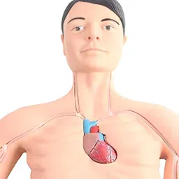 A-ONE SCIENCE PVC and Silicone PICC Intervention Simulator AOSBM266 image 3