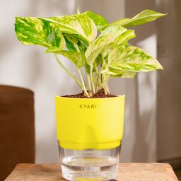 KYARI Money Variegated Indoor Plants for Living Room - Live Plants Plants with Green Self Watering Pot-16