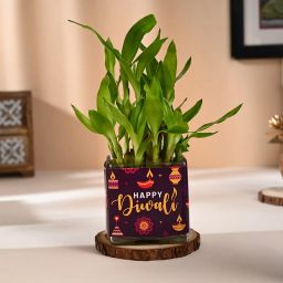 Lucky Bamboo Plant In Diwali Special Glass Vase-17