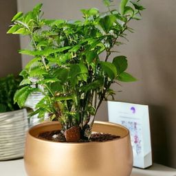 Ecofynd Zoe Metal Plant Pots with Drainage Hole-image-3