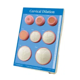 A-ONE SCIENCE Multicolor PVC Cervical Dialation Model AOSBM202-image-69