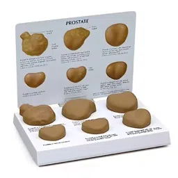 A-ONE SCIENCE Multicolor PVC Prostate Examination Model AOSBM163-image-65