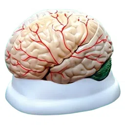NS Multicolor Plastic Brain Model for Educational Purpose-15