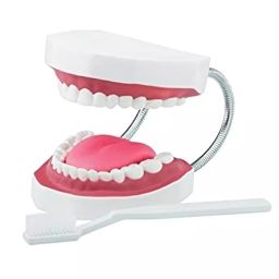 NS Imported Big Size Dental Care Model with Tooth Brush for Educational Purpose-picture-17