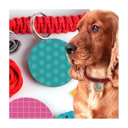 Chalk and Chuckles Dog Collar and Fleece Tug Toy Activity kit - Multicolor image 4