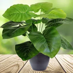 Go Hooked Artificial Philodendron Plant with Complimentary Nursery Pot image 4