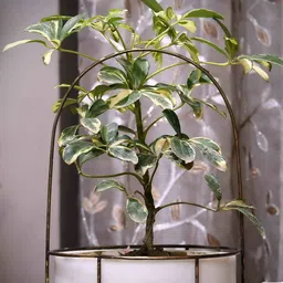 POSH-N-PLUSH White & Gold-Toned Marble With Brass Antique Trellis Planter-image-37