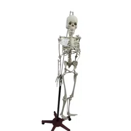 WKM 1.52 m (5 Feet) Tall PVC Articulated Human Skeleton Model for Educational Purpose-picture-28