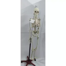 WKM 1.52 m (5 Feet) PVC Articulated Human Skeleton Model with Stand KTN475-picture-18