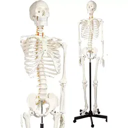 WKM 1.71 m (5.6 Feet) Tall PVC Articulated Human Skeleton Model for Educational Purpose-picture-33