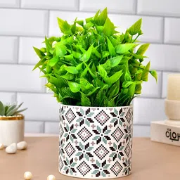 TAYHAA White & Green Printed CeramicPlanters-18