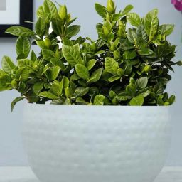 Homesake White Metal Plant Pot With Hammered Design-image-9