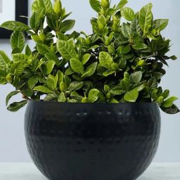 Homesake Black Metal Plant Pot With Hammered Design-21