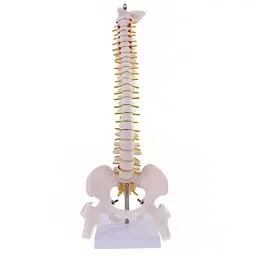 A-ONE SCIENCE White PVC Mini Spine Model AOSBM28-picture-29