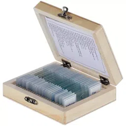 BEXCO Slide Box with 25 Prepared Slides image 3