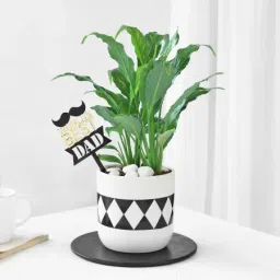 Peace Lilly Plant In A Ceramic Planter For The Best Dad-image-12