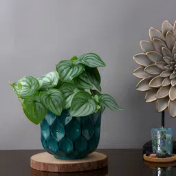 TAYHAA Emerald Green Faceted Ceramic Planter-21