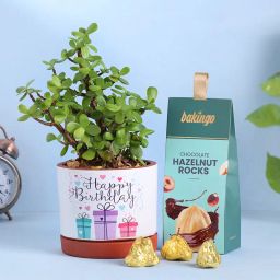 Jade Plant N Hazelnut Rocks For Birthday-image-48