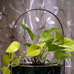 POSH-N-PLUSH Green & Copper-Toned Marble with Antique Metal Trellis Planter-image-86
