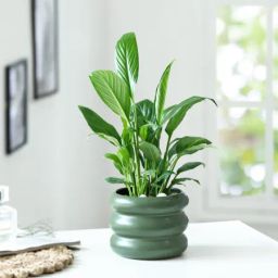 Green Virtue-image-21