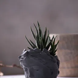 Greyt Grey Face Shaped Cement Planter-image-54