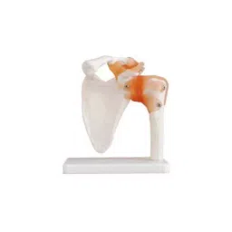 Khanna Traders Shoulder Joint With Ligament PVC, Fiber, Silicone Material-picture-28