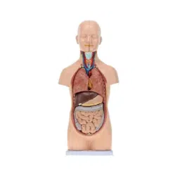 Khanna Traders 6x4x11 cm PVC Mini Human Torso Model-picture-12